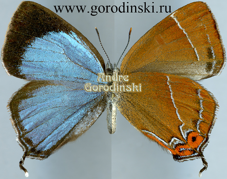 http://www.gorodinski.ru/lycaenidae/Howarthia caelestis.jpg